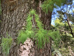 Pseudolarix amabilis