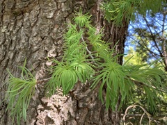 Pseudolarix amabilis
