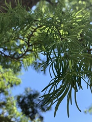 Pseudolarix amabilis