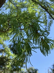 Pseudolarix amabilis