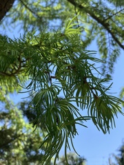 Pseudolarix amabilis