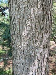 Pseudolarix amabilis