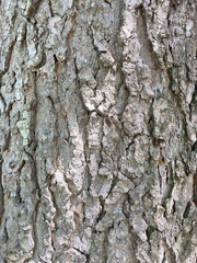 Pseudolarix amabilis