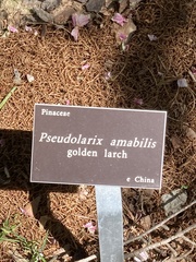 Pseudolarix amabilis