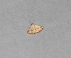 Eublemma perversicolor