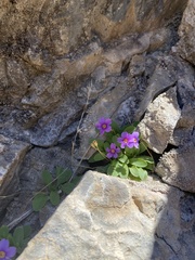 Primula maguirei