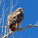 Red-tailed × Ferruginous Hawk - Photo (c) Hannah Floyd, some rights reserved (CC BY-NC), uploaded by Hannah Floyd
