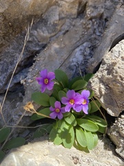 Primula maguirei