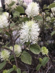 Fothergilla gardenii