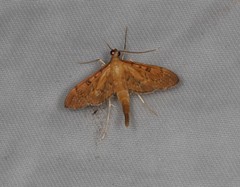 Tatobotys janapalis