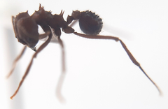 Acromyrmex