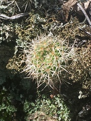 Parodia mammulosa