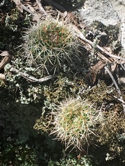 Parodia mammulosa