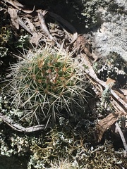 Parodia mammulosa