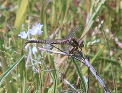 Phanogomphus oklahomensis