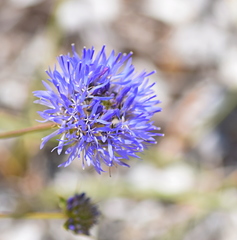 Jasione heldreichii