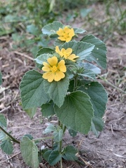 Malvastrum americanum