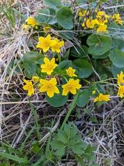 Caltha palustris