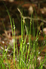 Carex leptalea