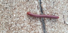 Trigoniulus corallinus