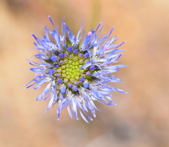 Jasione heldreichii