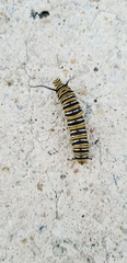 Danaus plexippus