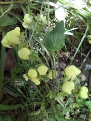 Calceolaria sericea