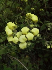 Calceolaria sericea