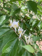 Lonicera maackii