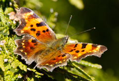 Polygonia faunus image