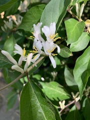 Lonicera maackii