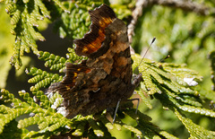 Polygonia faunus image
