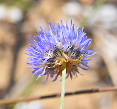 Jasione heldreichii