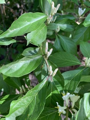 Lonicera maackii
