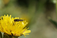 Platycheirus chalconota