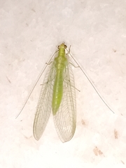 Chrysopodes