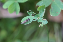 Platycheirus chalconota