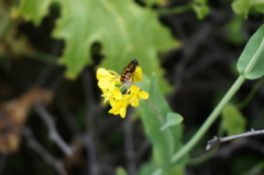 Syrphus octomaculatus