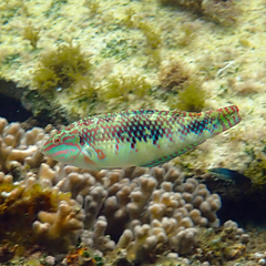 Halichoeres margaritaceus