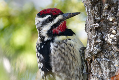 Sphyrapicus varius image