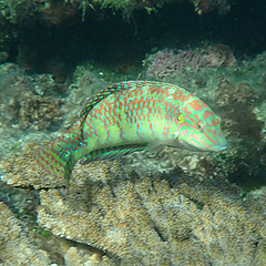 Halichoeres margaritaceus