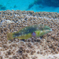 Halichoeres margaritaceus