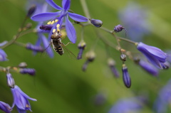 Austroscaeva melanostoma