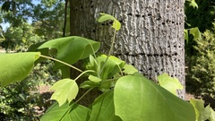 Liriodendron chinense