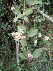 Alternanthera bettzickiana