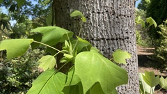 Liriodendron chinense