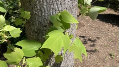 Liriodendron chinense