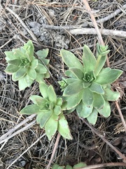 Dudleya caespitosa