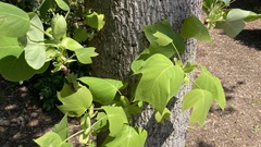 Liriodendron chinense