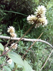 Alternanthera bettzickiana